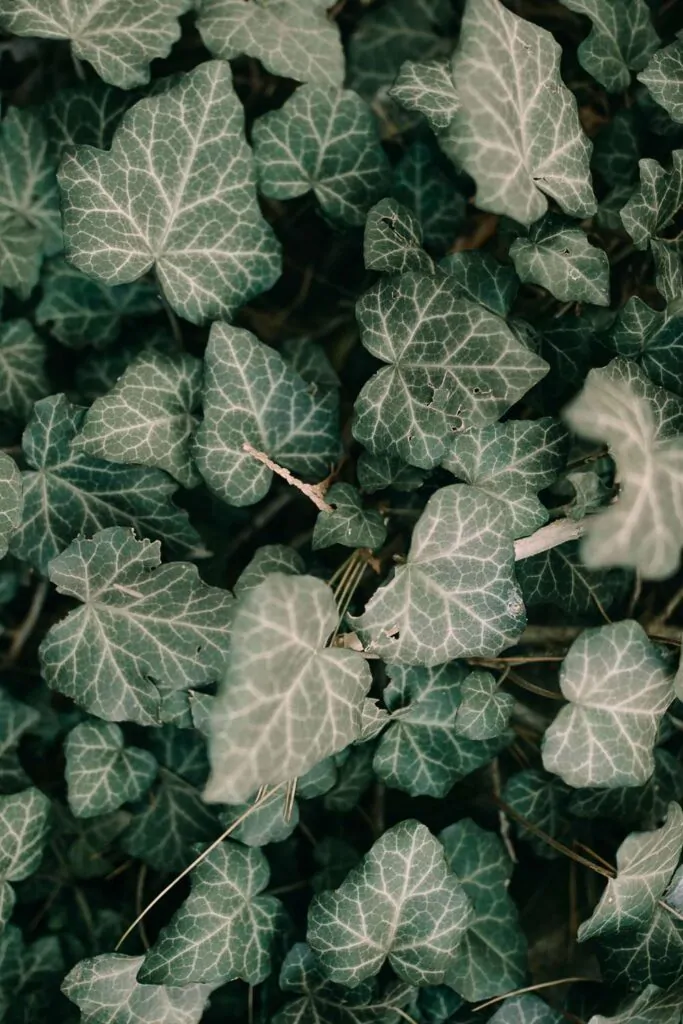 anton-darius-1qvdgpqvxgc-unsplash